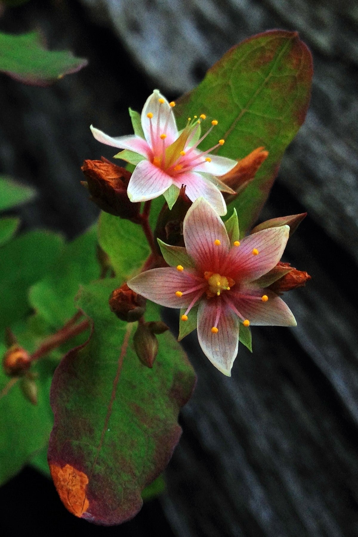 50 Marsh SAINT JOHN'S WORT Hypericum Virginicum Pink Mauve Flower Seed –  Seedville USA