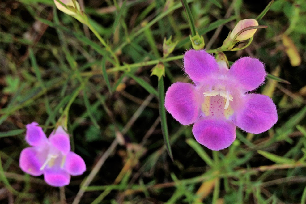 100 FALSE PURPLE FOXGLOVE Rose Gerardia Wetland Agalinis Purpurea Flow ...