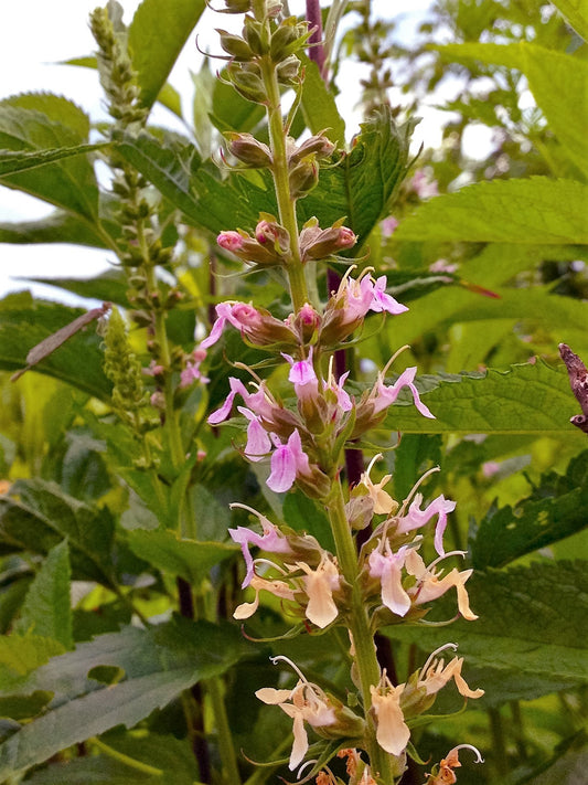 100 CANADIAN GERMANDER American Wood Sage Teucrium Canadense Herb Flower Seeds