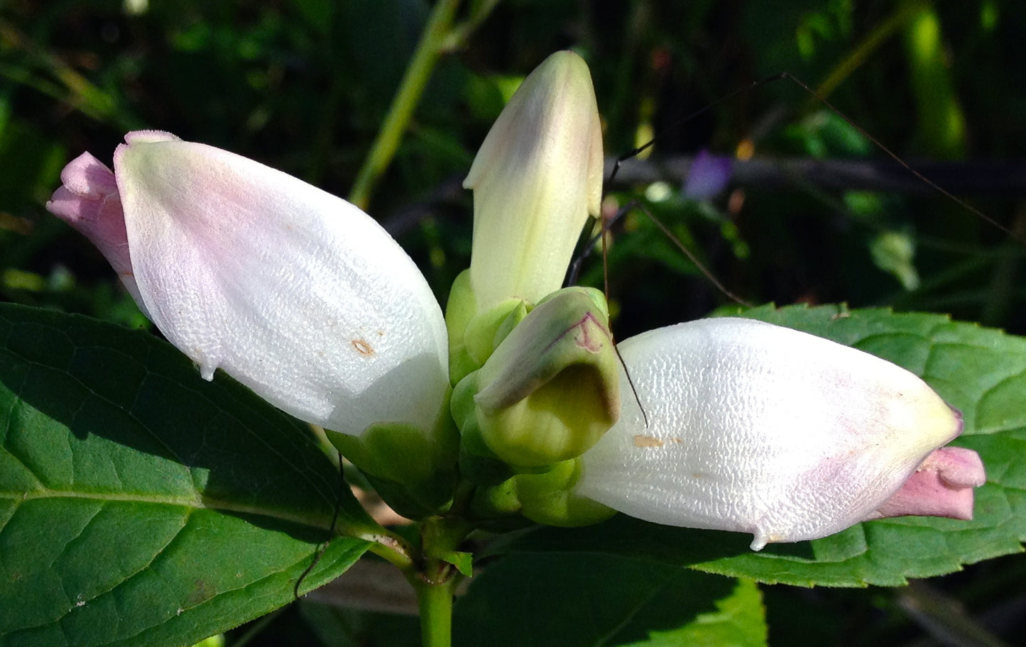 50 WHITE TURTLEHEAD Chelone Glabra Flower Seeds