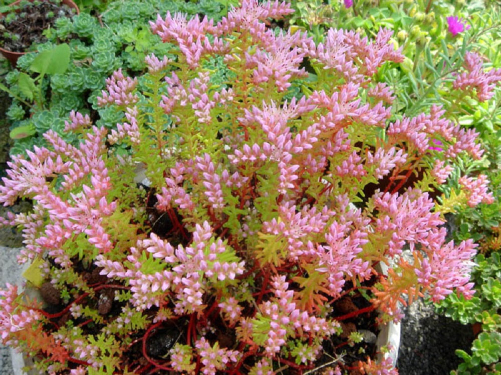 50 SEASTAR / WIDOWS Cross SEDUM Sea Star Stonecrop Sedum Pulchellum Flower Seeds
