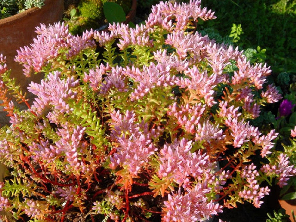 50 SEASTAR / WIDOWS Cross SEDUM Sea Star Stonecrop Sedum Pulchellum Flower Seeds