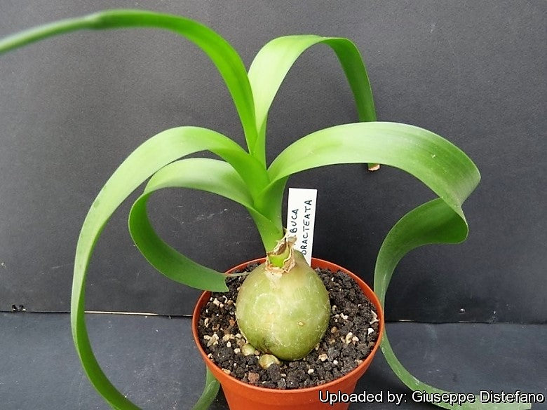 sea onion succulent 20 PREGNANT ONION SEEDS aka False Sea Onion Lily Ornithogalum Caudatum Flower Good Houseplant