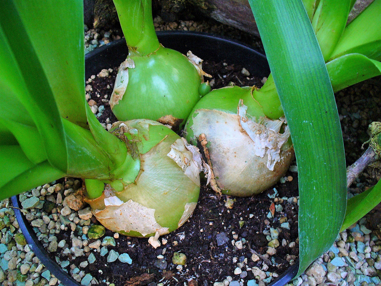 20 PREGNANT ONION SEEDS aka False Sea Onion Lily Ornithogalum Caudatum Flower Good Houseplant