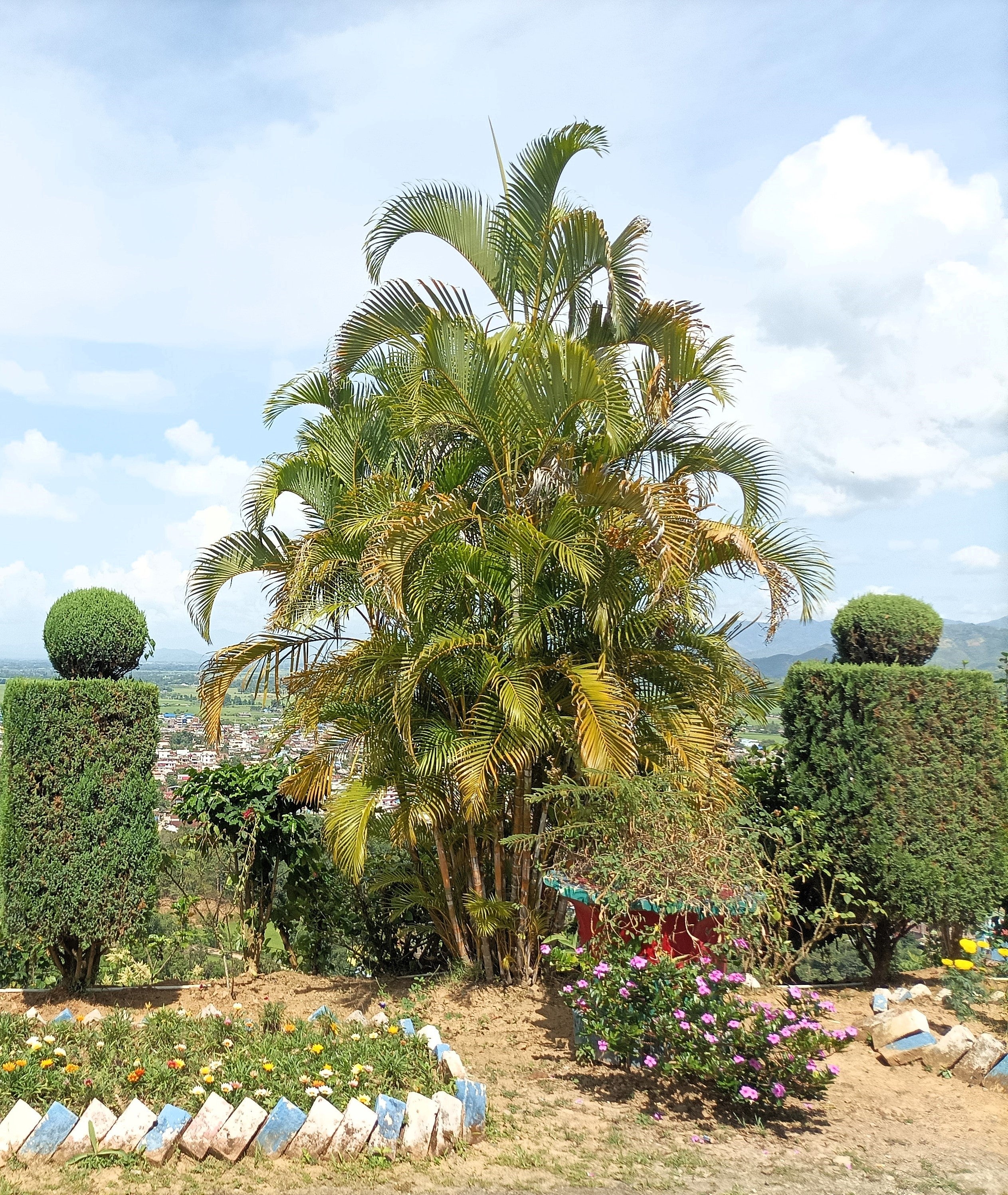 5 BAMBOO PALM Chamaedorea Seifrizii Reed or Parlor Palm Tree Sun