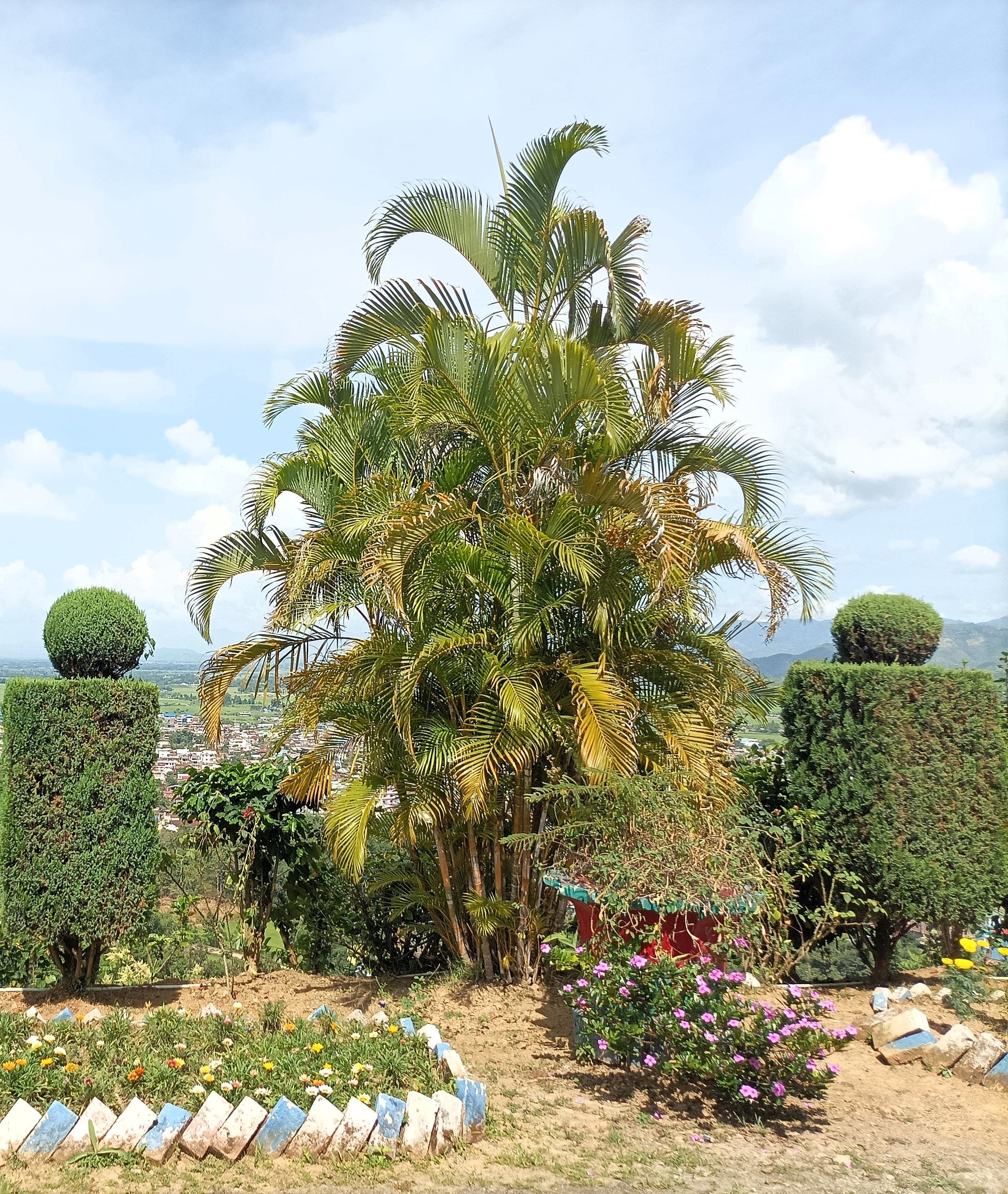 buy bamboo palm plant 5 BAMBOO PALM Chamaedorea Seifrizii Reed or Parlor Palm Tree Sun Shade – Seedville USA