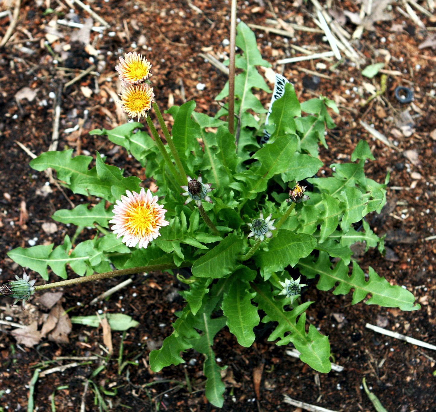 15 PINK DANDELION Taraxacum Pseudoroseum Herb Flower Seeds