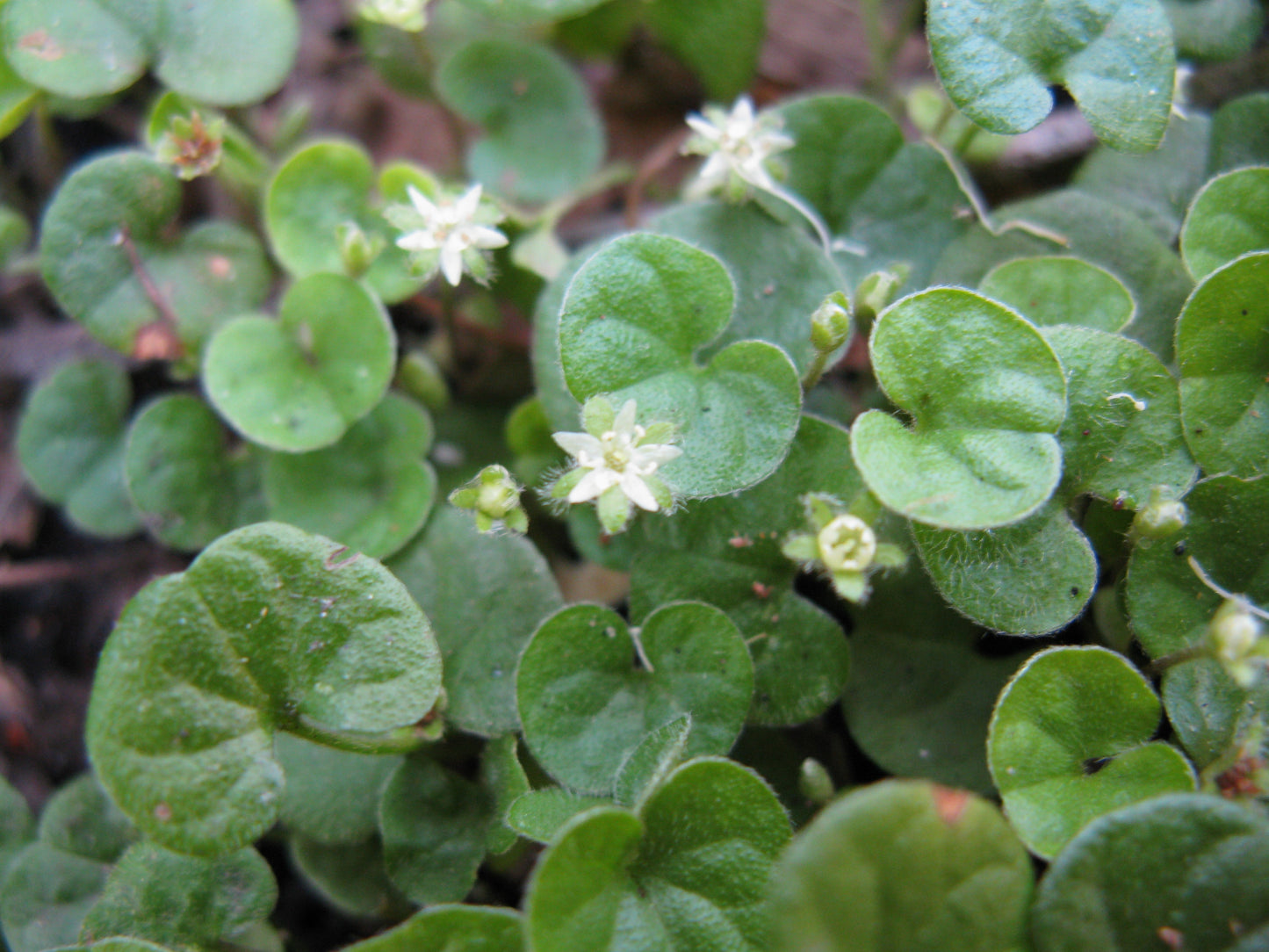 1000 DICHONDRA Repens aka Lawn Leaf Flower Evergreen Ground Cover Seeds