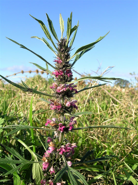 100 Pink CHINESE MOTHERWORT Leonurus Japonicus Siberian Honey Herb Flower Seeds