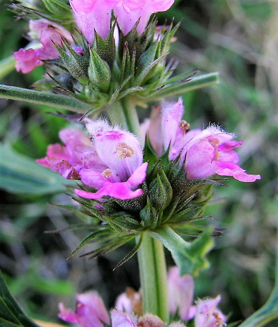 100 Pink CHINESE MOTHERWORT Leonurus Japonicus Siberian Honey Herb Flower Seeds