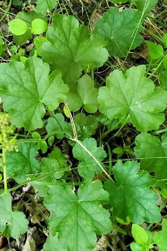 1200 Prairie Alumroot CORAL BELLS / HEUCHERA Richardsonii Shade Flower Seeds