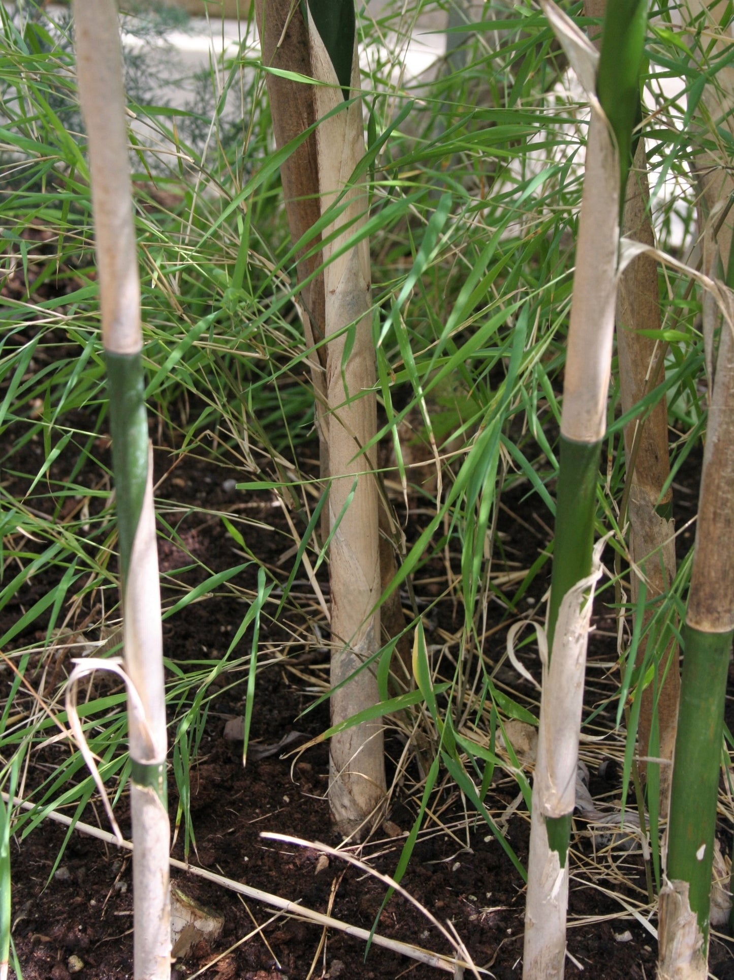 10 MEXICAN WEEPING BAMBOO Otatea Acuminata Rare Seeds