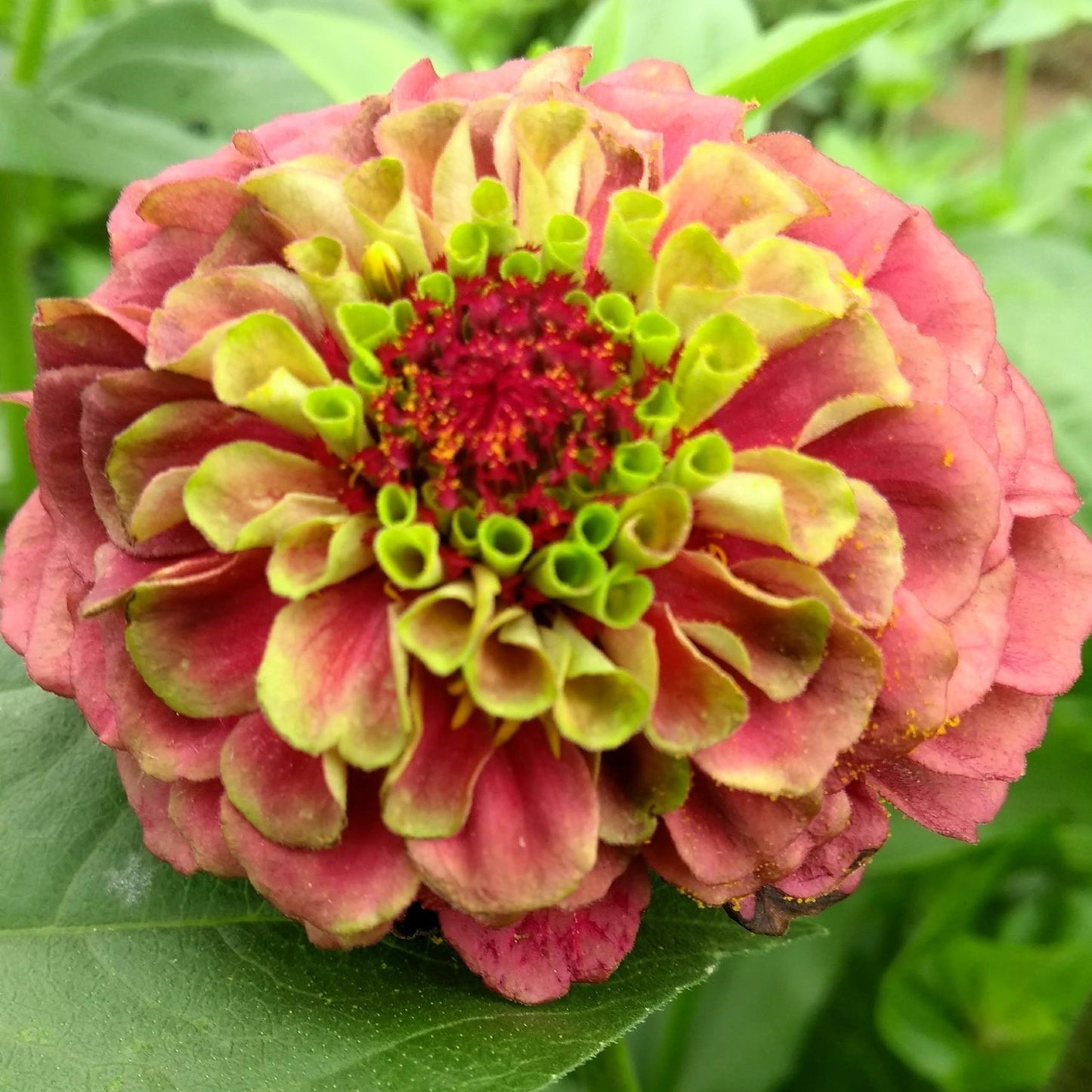 20 Organic QUEENY LIME MIX ZINNIA Elegans Mixed Colors Red Orange Yellow Pink Green Queen Flower Seeds