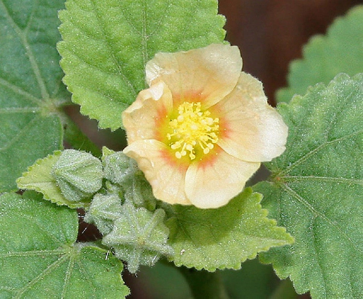 country flower seeds 100 COUNTRY MALLOW (Bala / Flannel Weed) Sida Cordifolia Flower Seeds – Seedville USA