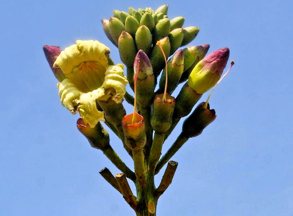 20 INDIAN TRUMPET Flower TREE (Midnight Horror / Broken Bones Plant / Tree of Damocles) Oroxylum Indicum Seeds