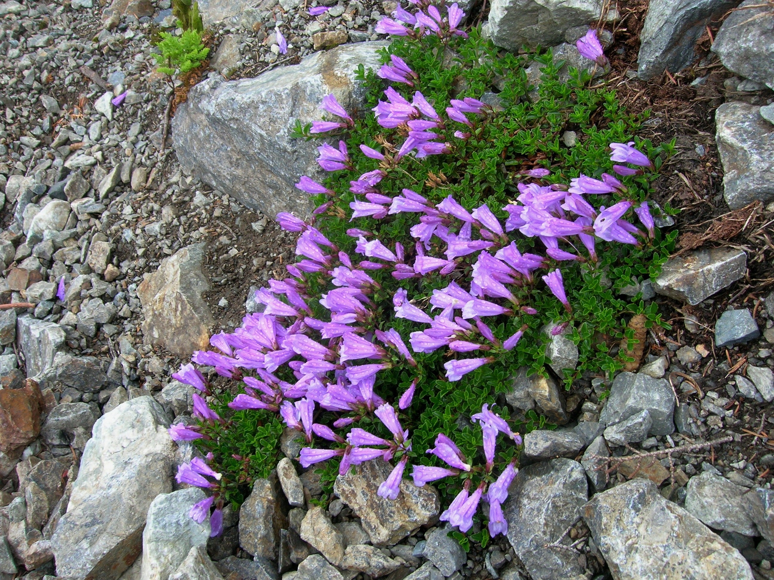 50 ALPINE PENSTEMON Davidsonii Davidson's Beardtongue Purple