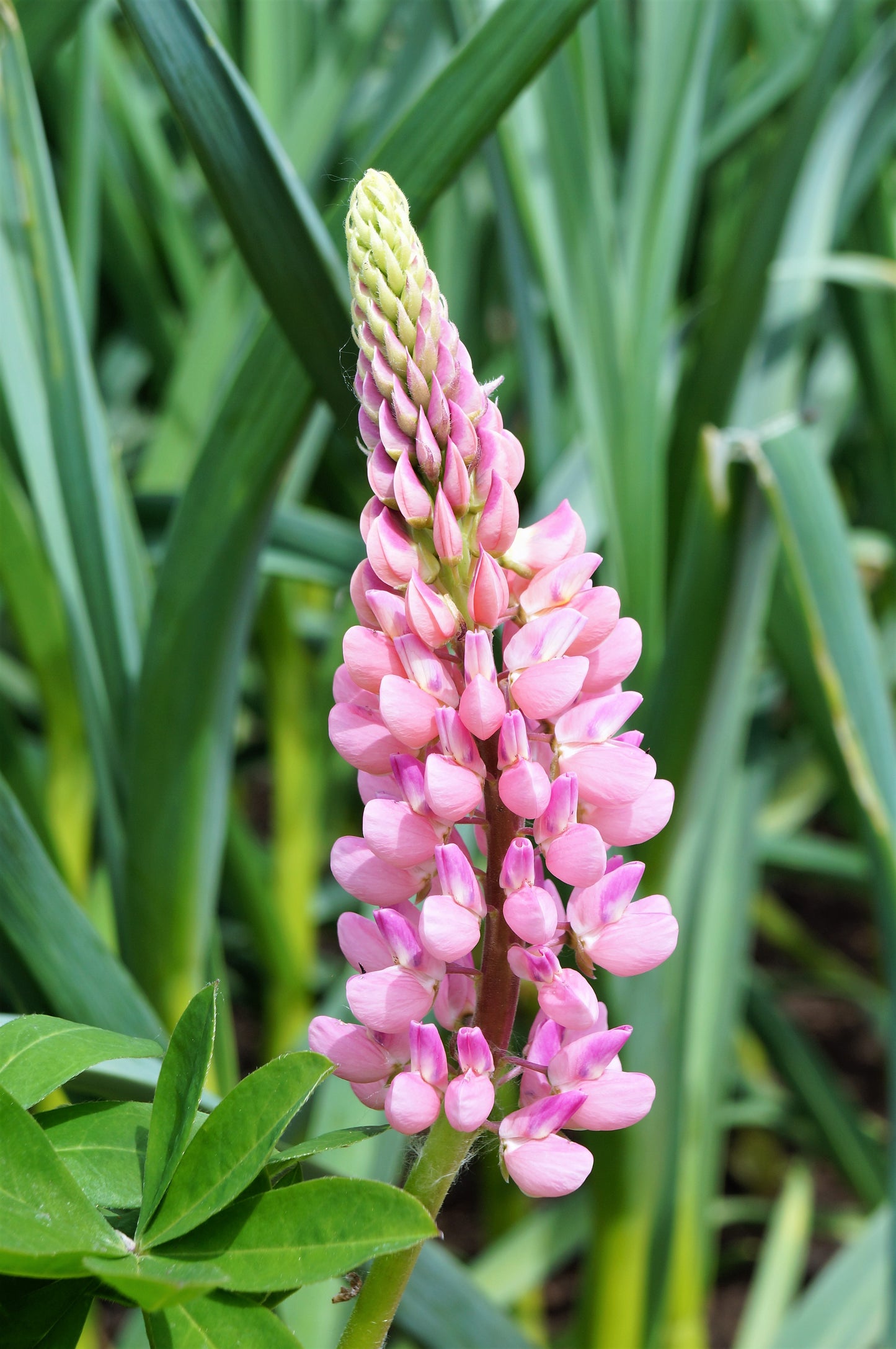 50 Elegant Dwarf PINK FAIRY LUPINE Lupinus Elegans Bicolor Lupin Pink & White Hummingbird Flower Seeds