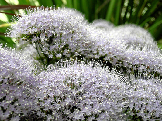 25 WHITE THROATWORT Trachelium Caeruleum Flower Seeds