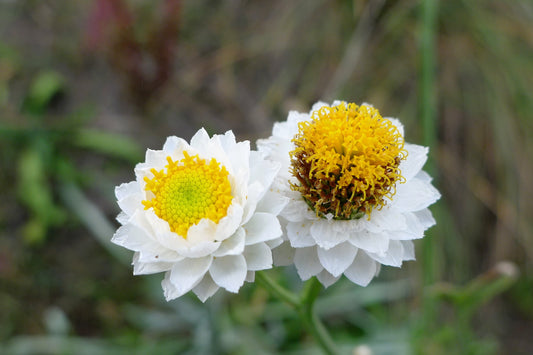 250 WHITE WINGED EVERLASTING Ammobium Alatum Flower Seeds