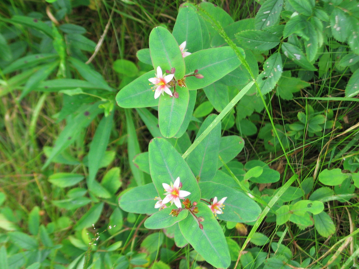 50 Marsh SAINT JOHN'S WORT Hypericum Virginicum Pink Mauve Flower Seeds