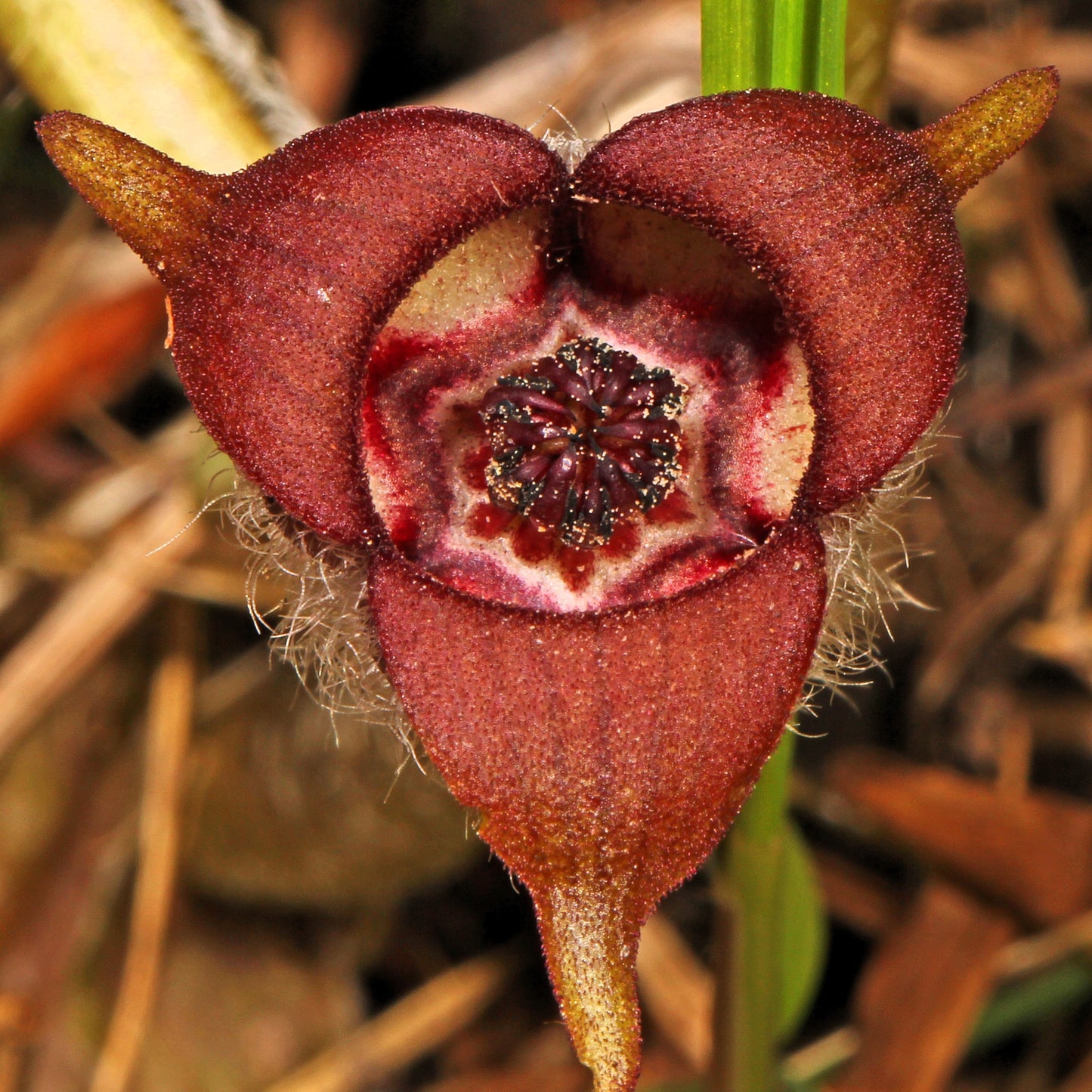 25 WILD GINGER Asarum Canadense Canadian Heart Snakeroot Flower Herb Seeds