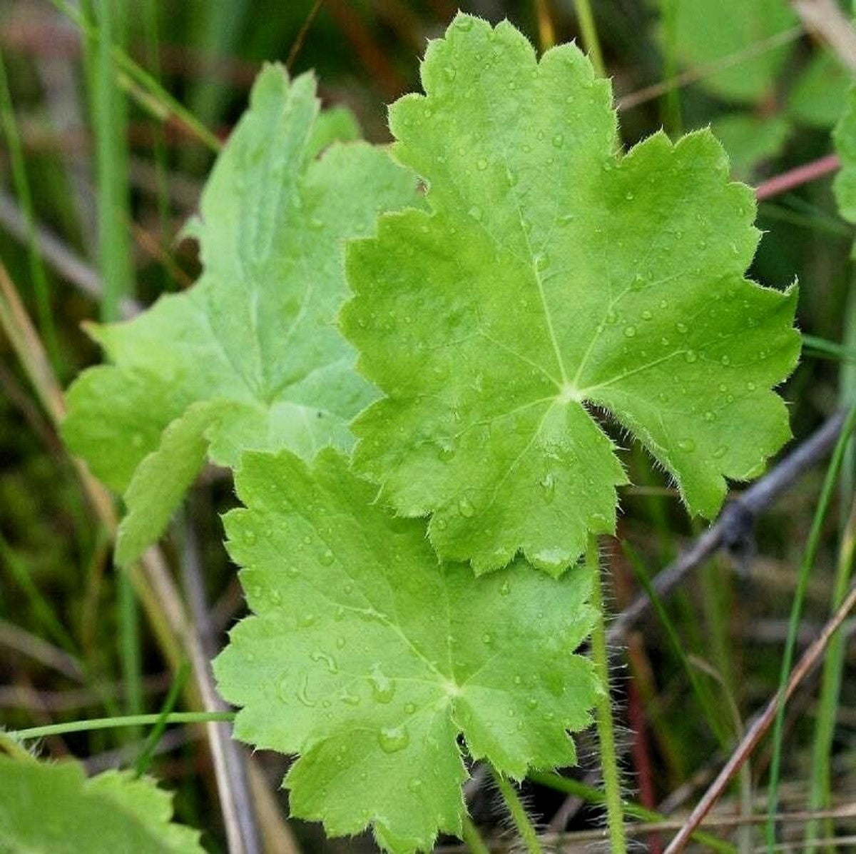 1200 Prairie Alumroot CORAL BELLS / HEUCHERA Richardsonii Shade Flower Seeds