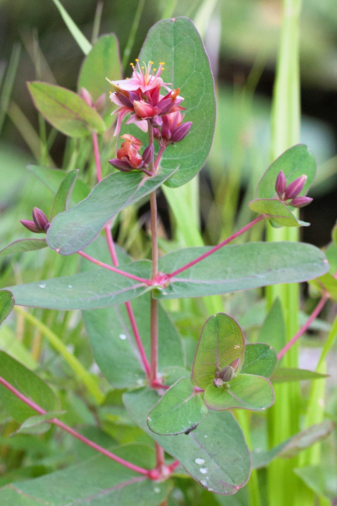 50 Marsh SAINT JOHN'S WORT Hypericum Virginicum Pink Mauve Flower Seed –  Seedville USA