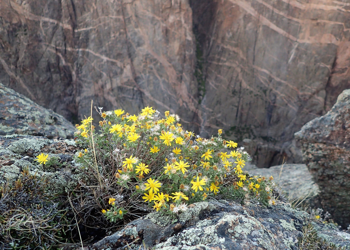 100 HAIRY GOLDEN ASTER Chrysopsis Heterotheca Villosa Herb Yellow Flower Seeds