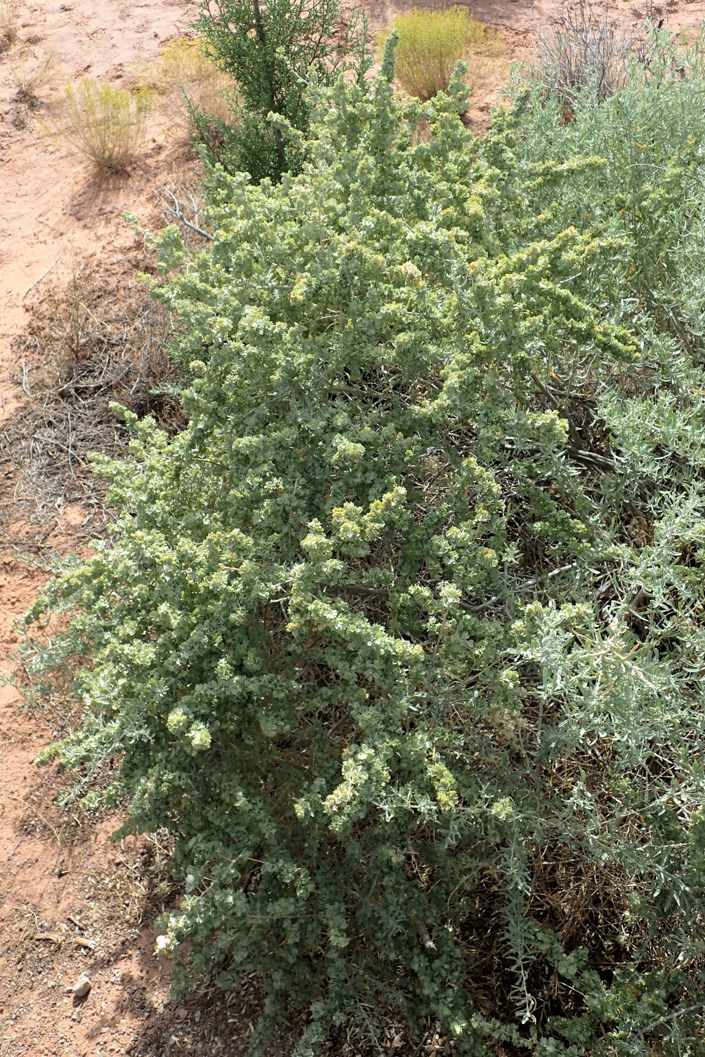 100 FOURWING SALTBRUSH Atriplex Canescens Gray Sage Brush Chamiso Desert Shrub Seeds