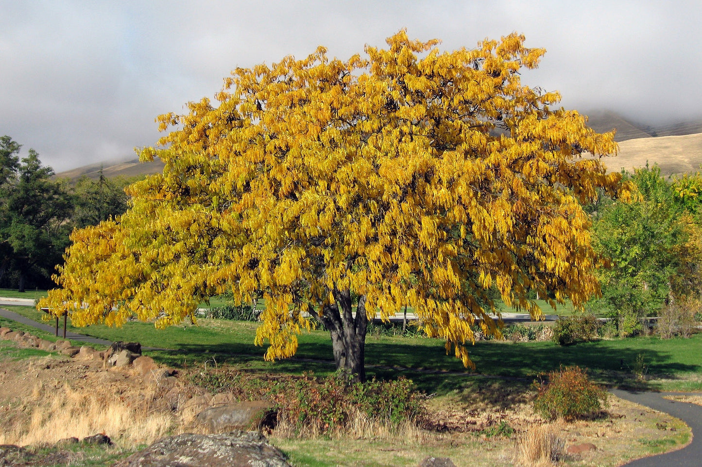 10 Thornless HONEYLOCUST Gleditsia Triacanthos Inermis Imperial Honey Locust Golden Yellow Tree Seeds