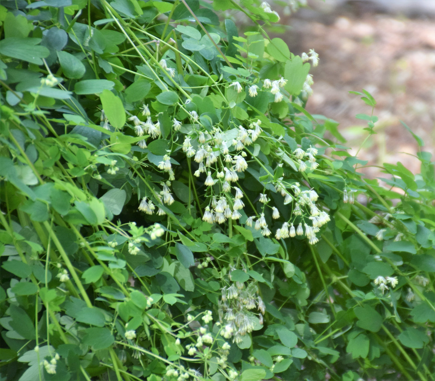 50 PURPLE MEADOW RUE Thalictrum Dasycarpum White & Yellow Flower Herb Seeds