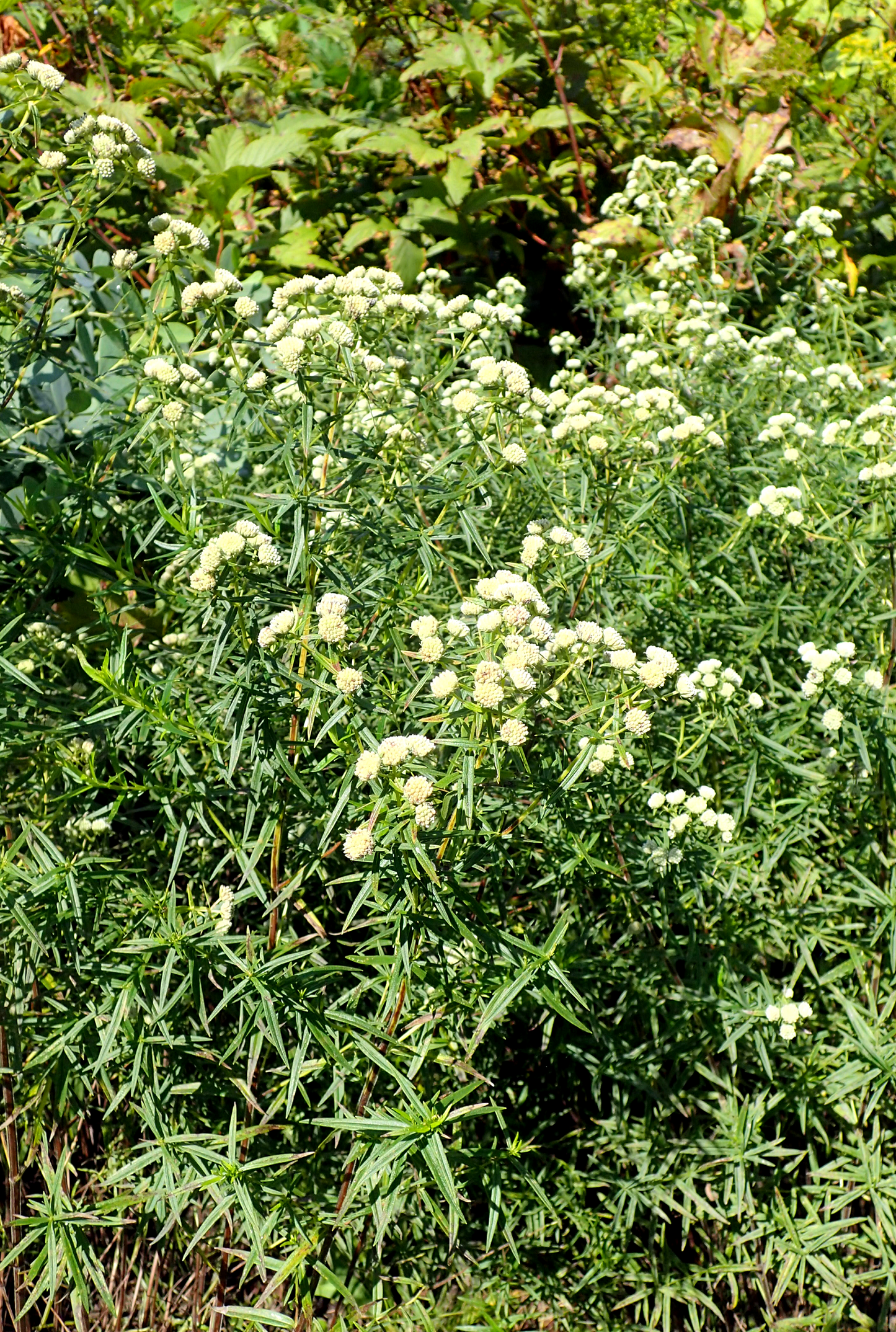 500 VIRGINIA MINT Pycnanthemum Virginianum Mountainmint Native White Flower Herb Seeds