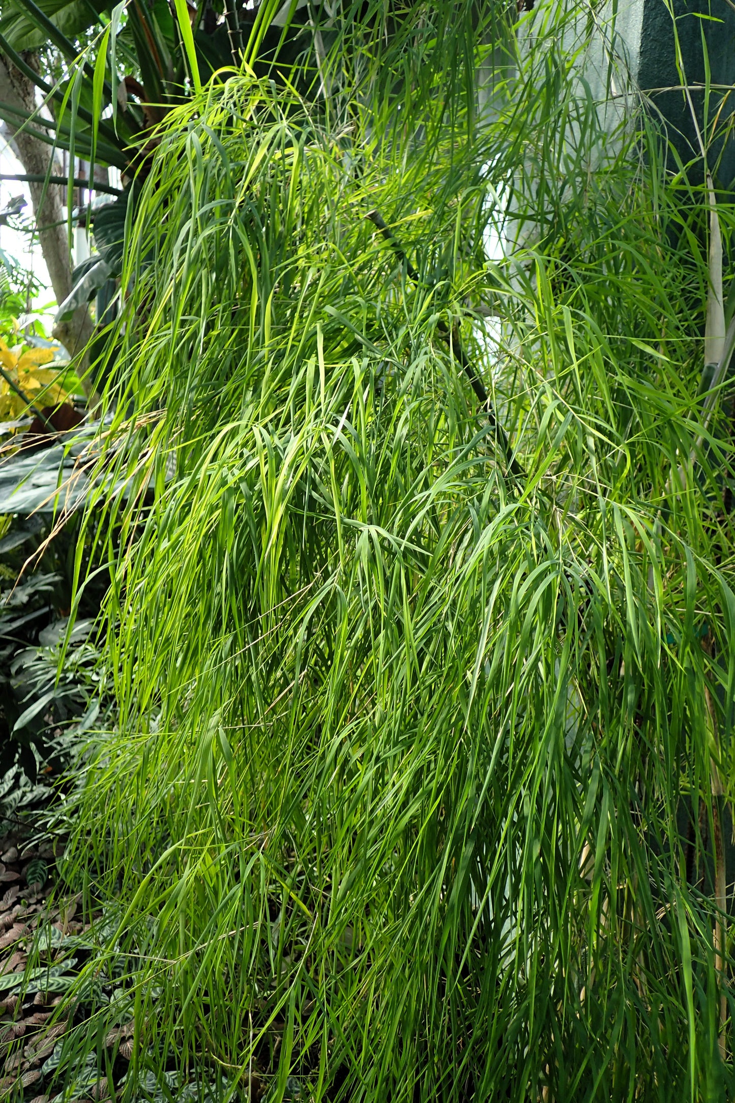 10 MEXICAN WEEPING BAMBOO Otatea Acuminata Rare Seeds