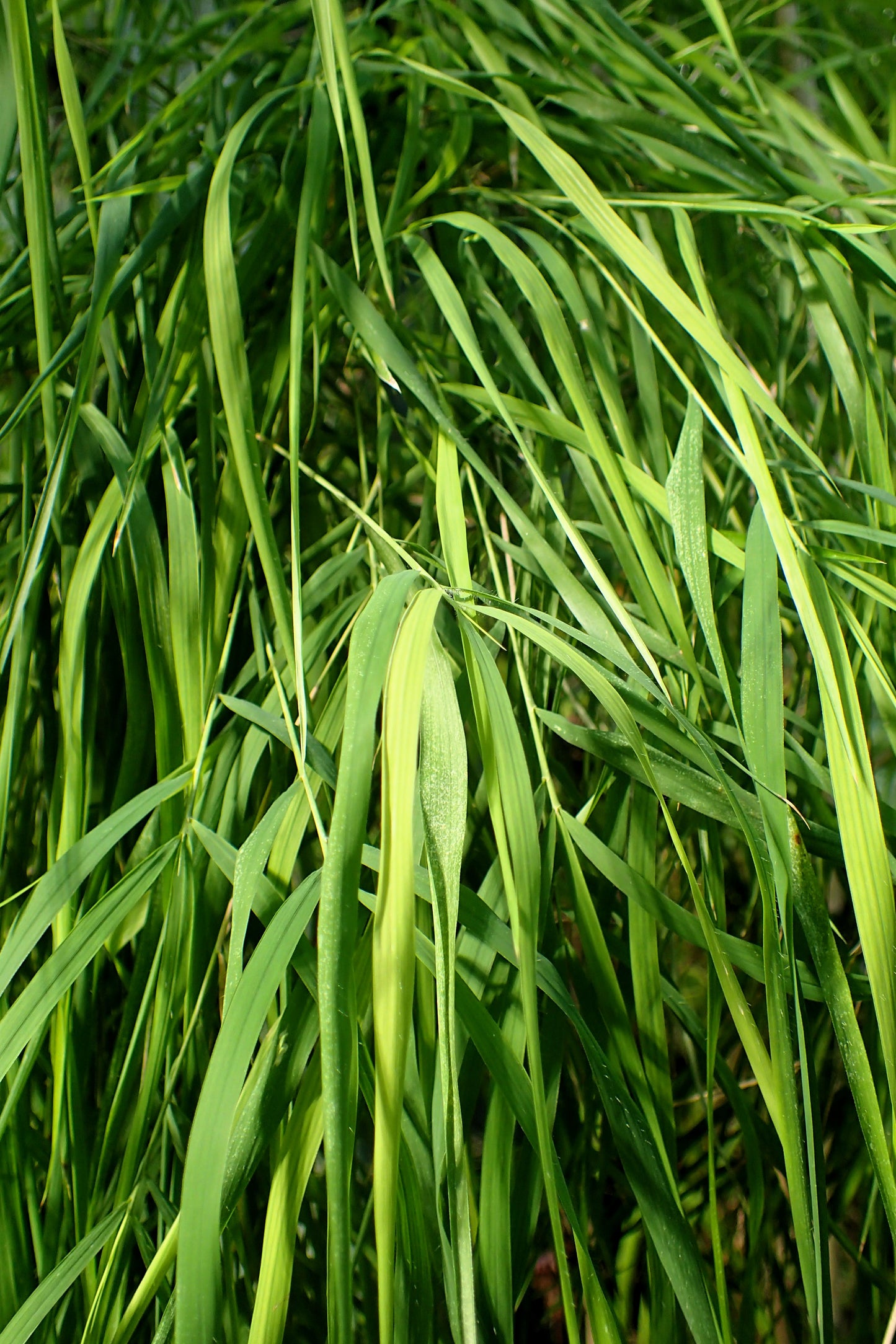 10 MEXICAN WEEPING BAMBOO Otatea Acuminata Rare Seeds