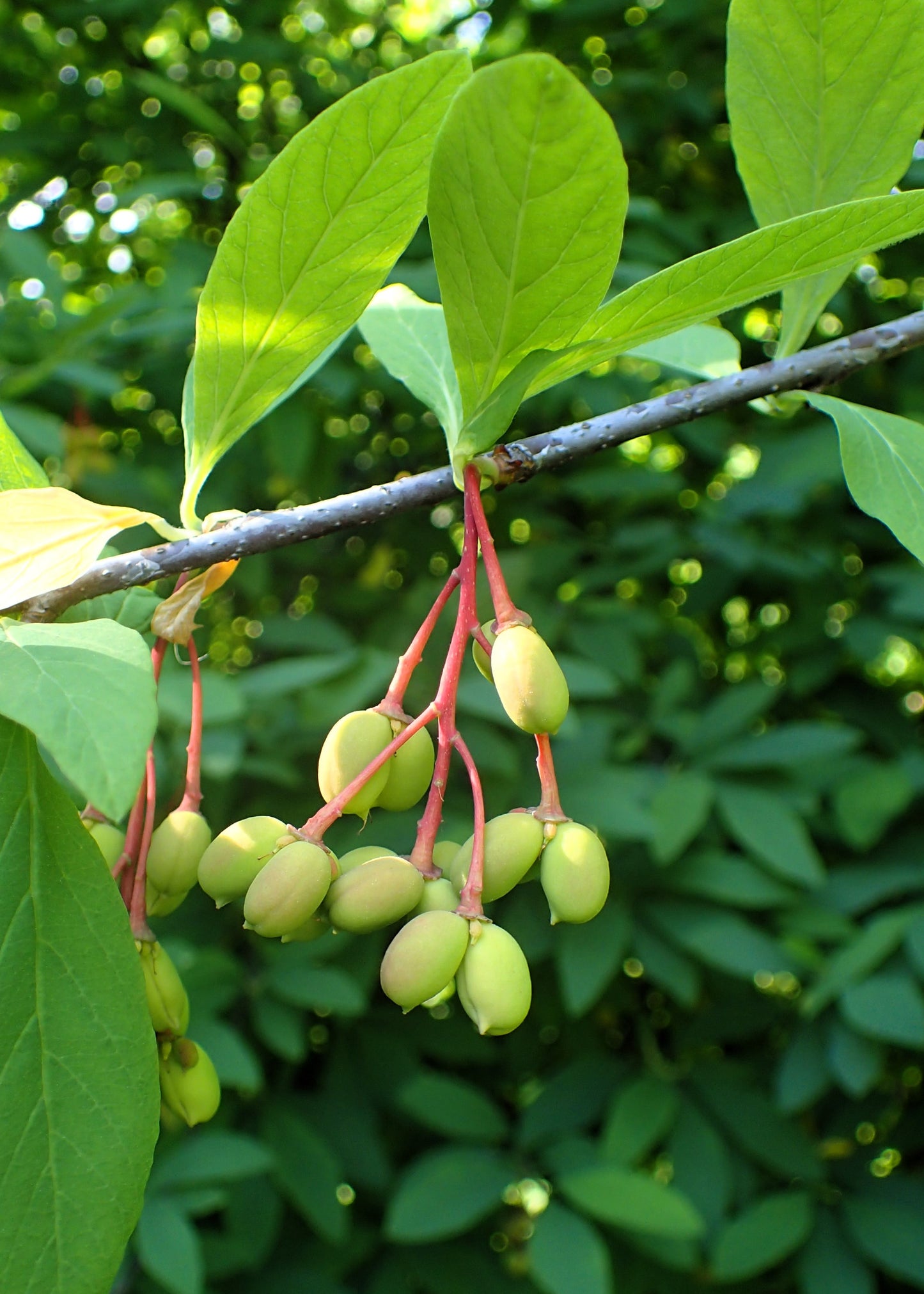 15 INDIAN PLUM Osoberry Oregon Oso Berry Oemleria Cerasiformis Fruit Shrub Seeds