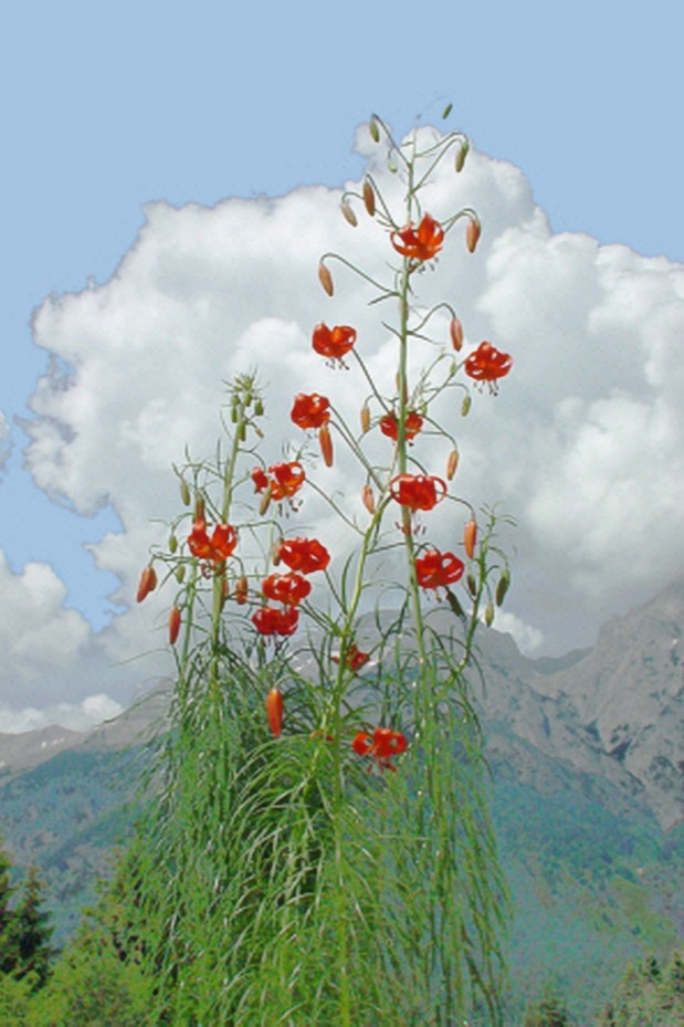 coral lily flower 10 CORAL LILY Siberian Turk's Cap Lilium Pumilum Coral Red Fragrant Flower Seeds