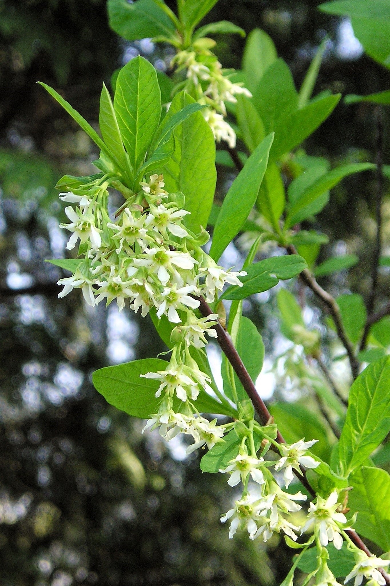 15 INDIAN PLUM Osoberry Oregon Oso Berry Oemleria Cerasiformis Fruit Shrub Seeds