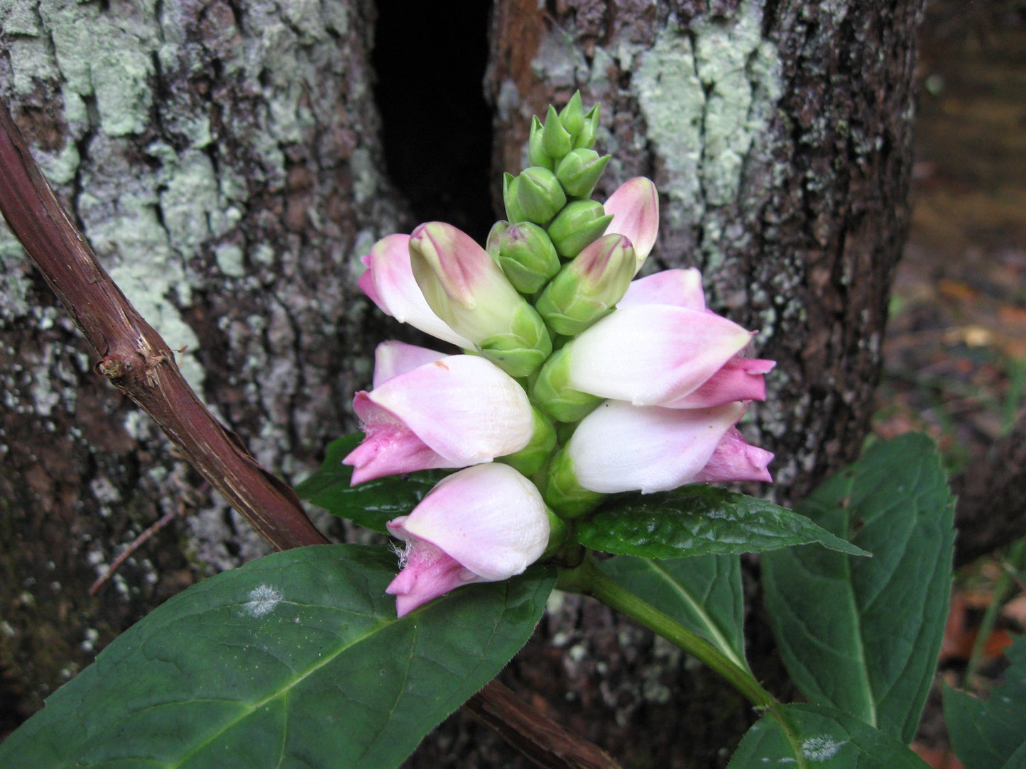 50 WHITE TURTLEHEAD Chelone Glabra Flower Seeds