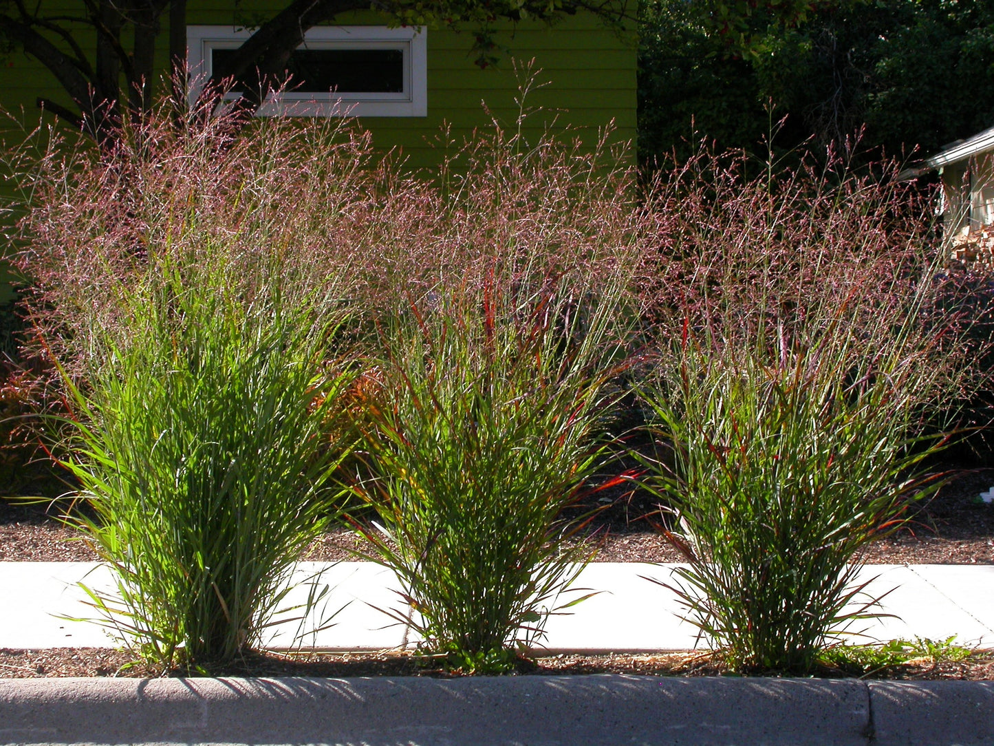 1000 SWITCHGRASS Tall Panic Switch Grass Panicum Virgatum Red Flower Seeds
