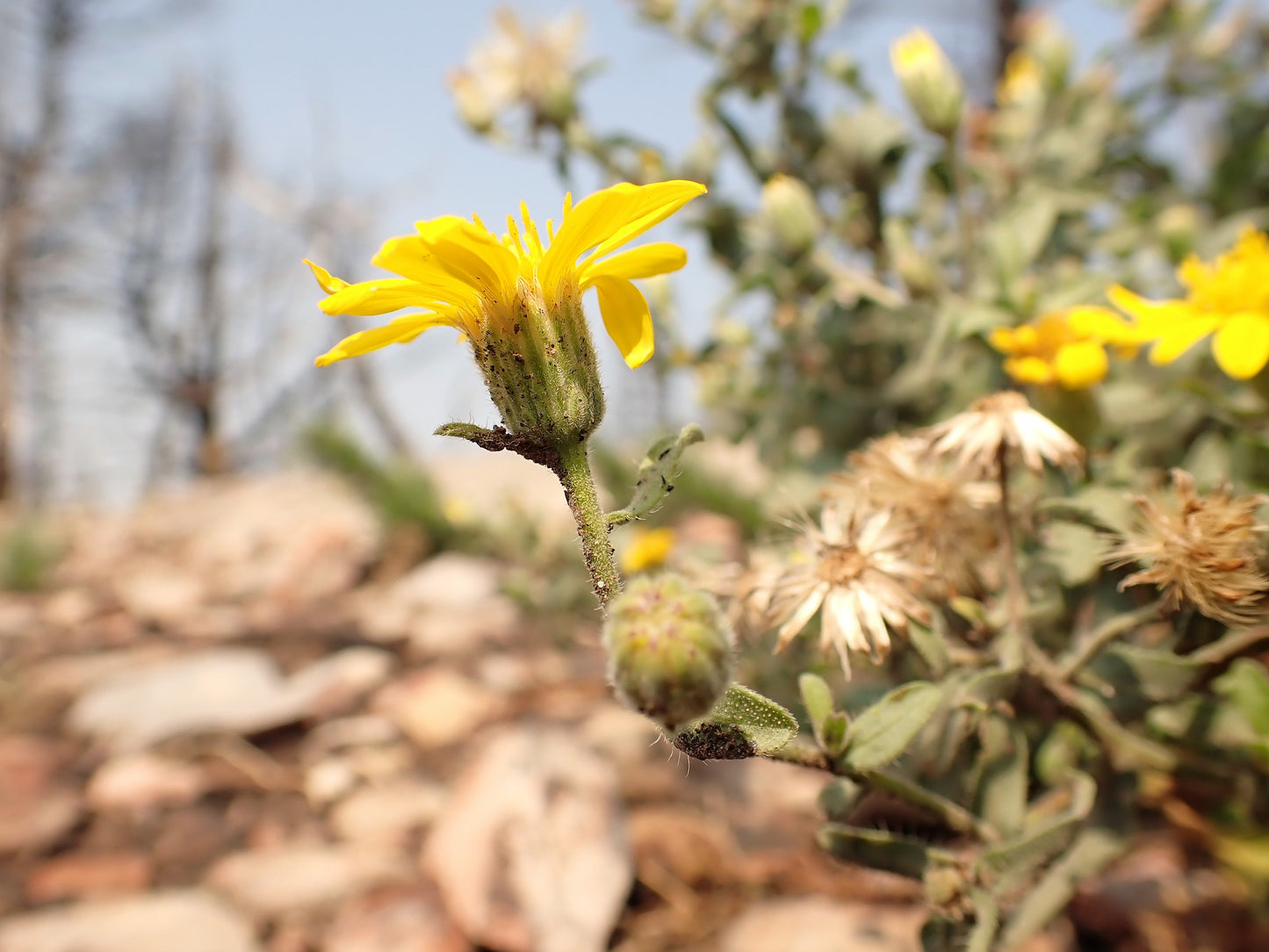 100 HAIRY GOLDEN ASTER Chrysopsis Heterotheca Villosa Herb Yellow Flower Seeds