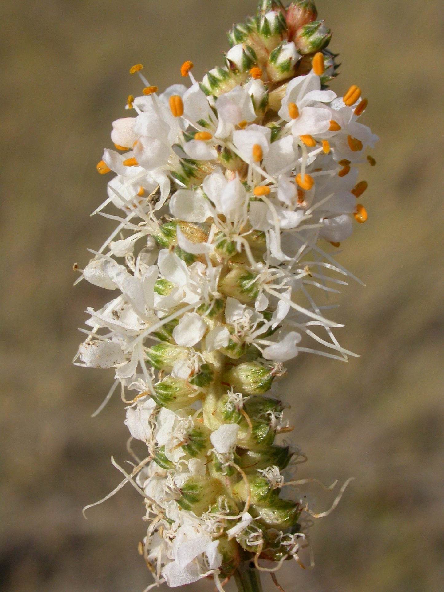 1000 WHITE PRAIRIE CLOVER Dalea Candida Flower Seeds