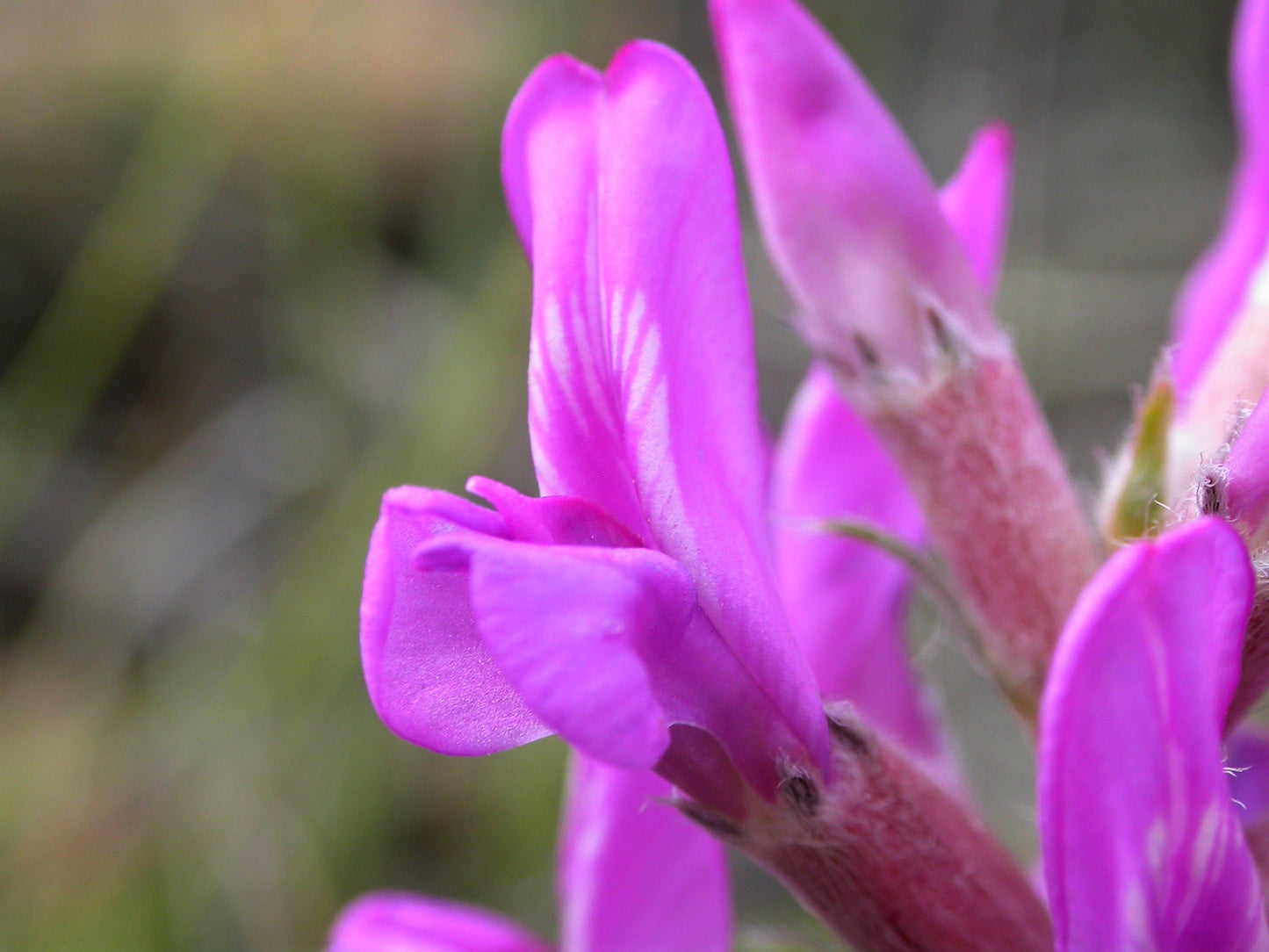 30 Purple LOCOWEED CRAZYWEED Oxytropis Lambertii Native Flower Seeds