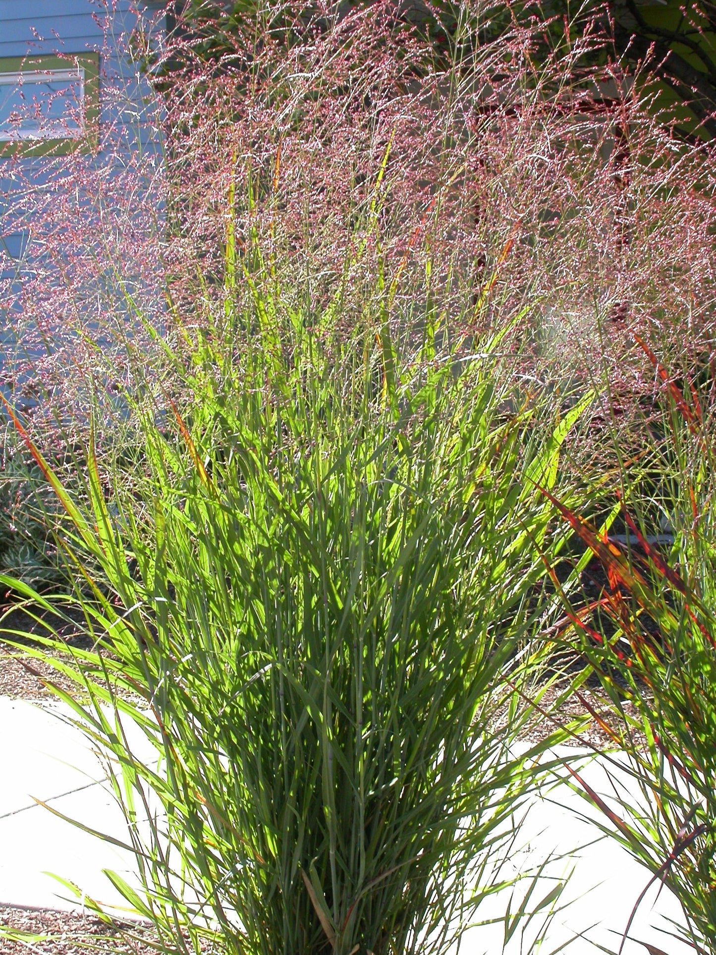 1000 SWITCHGRASS Tall Panic Switch Grass Panicum Virgatum Red Flower Seeds