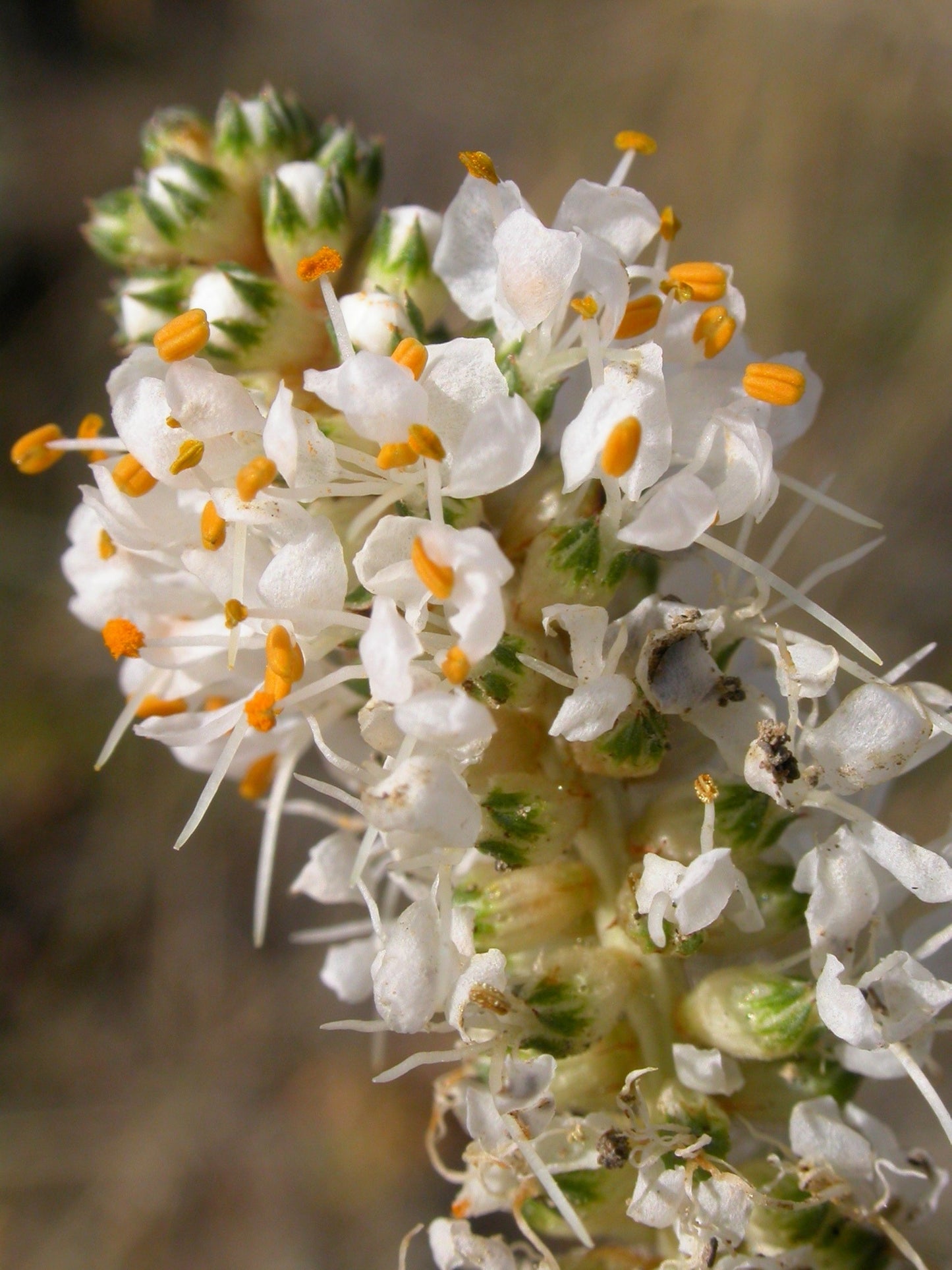 1000 WHITE PRAIRIE CLOVER Dalea Candida Flower Seeds