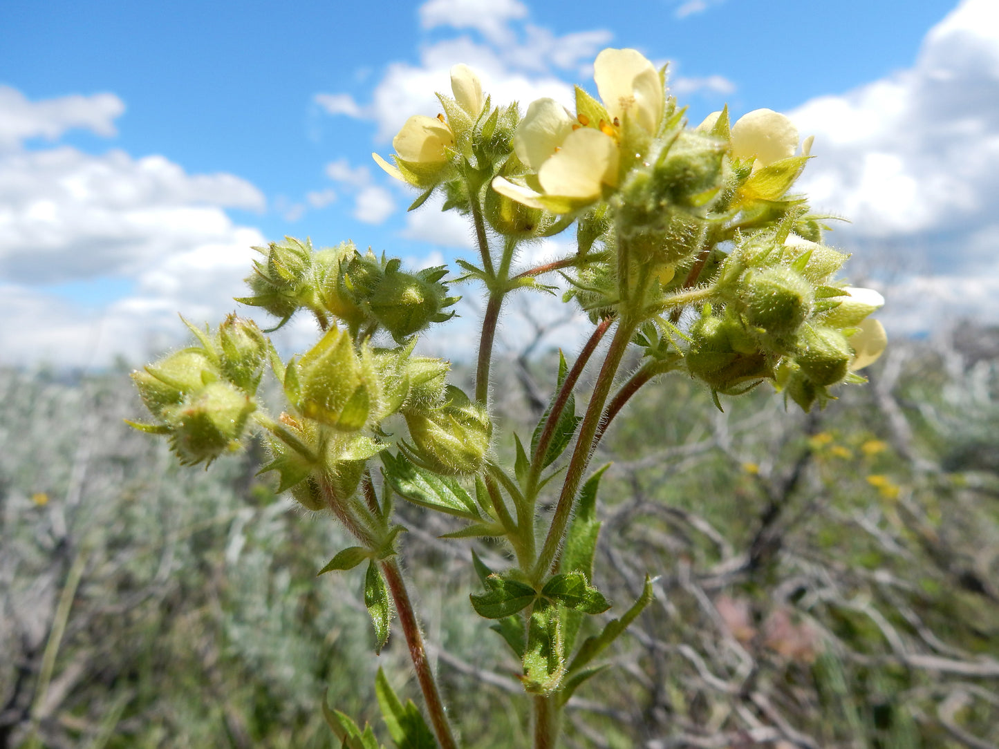 50 PRAIRIE CINQUEFOIL Tall Potentilla Drymocallis Arguta White Pale Yellow Native Flower Seeds