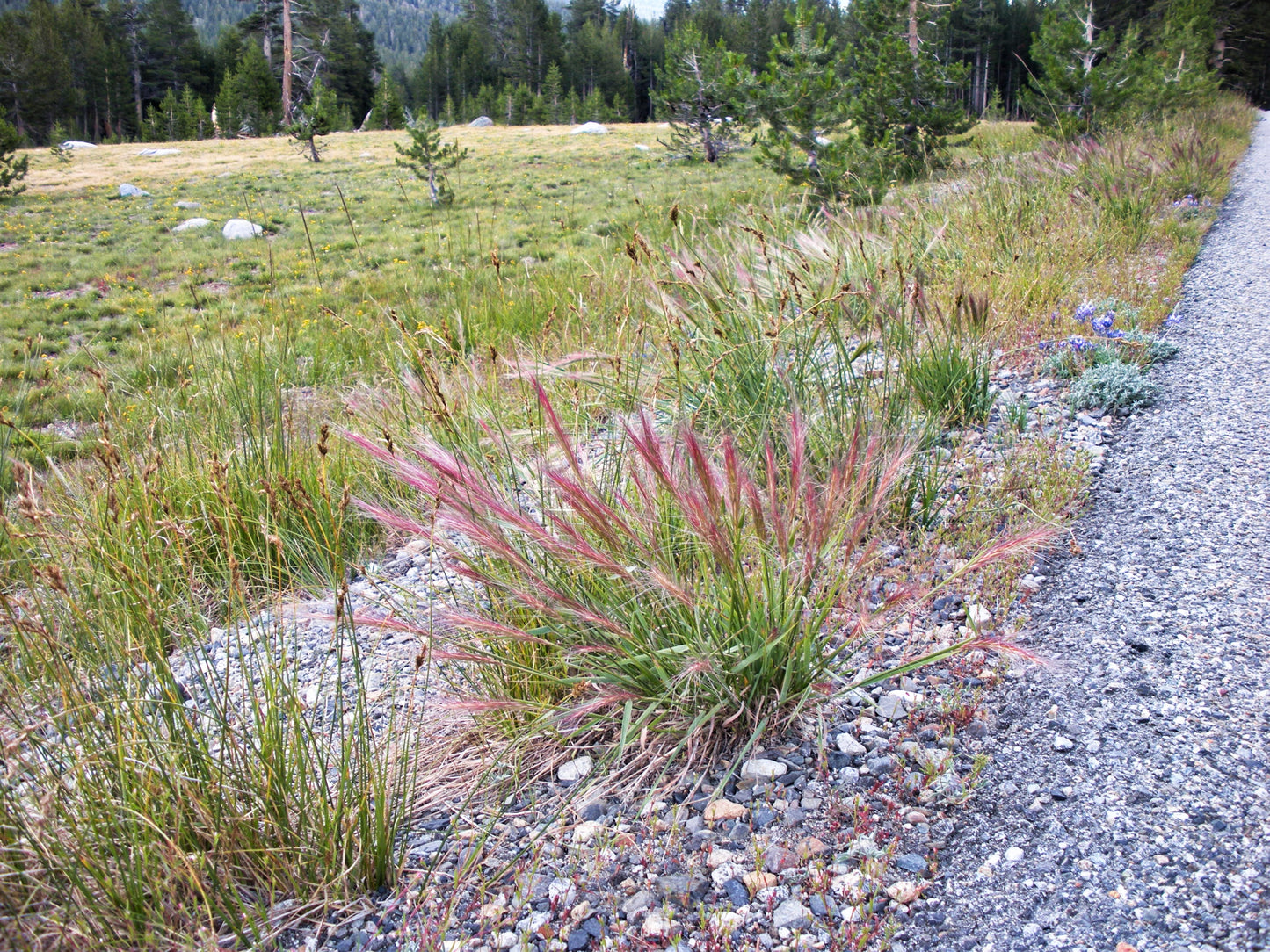 300 Bottlebrush SQUIRRELTAIL RYE GRASS Elymus Elymoides syn Sitanion Hystrix Red Plume Squirrel Tail Ornamental Seeds