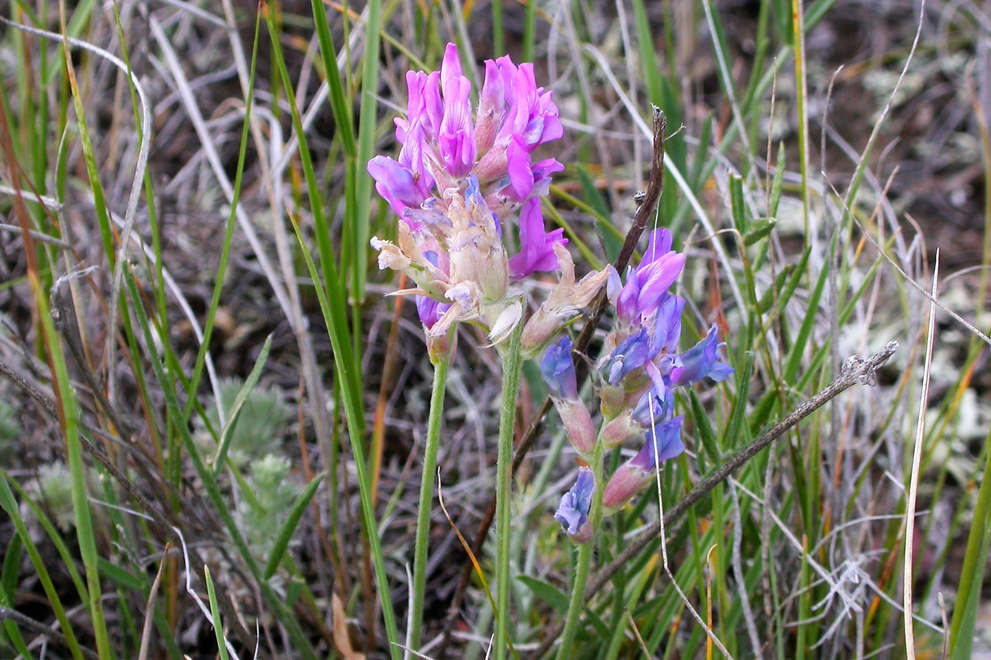 30 Purple LOCOWEED CRAZYWEED Oxytropis Lambertii Native Flower Seeds