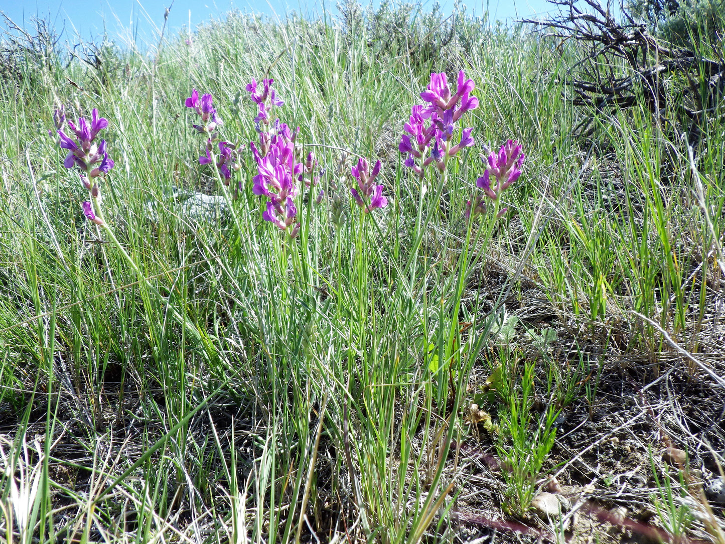 30 Purple LOCOWEED CRAZYWEED Oxytropis Lambertii Native Flower Seeds