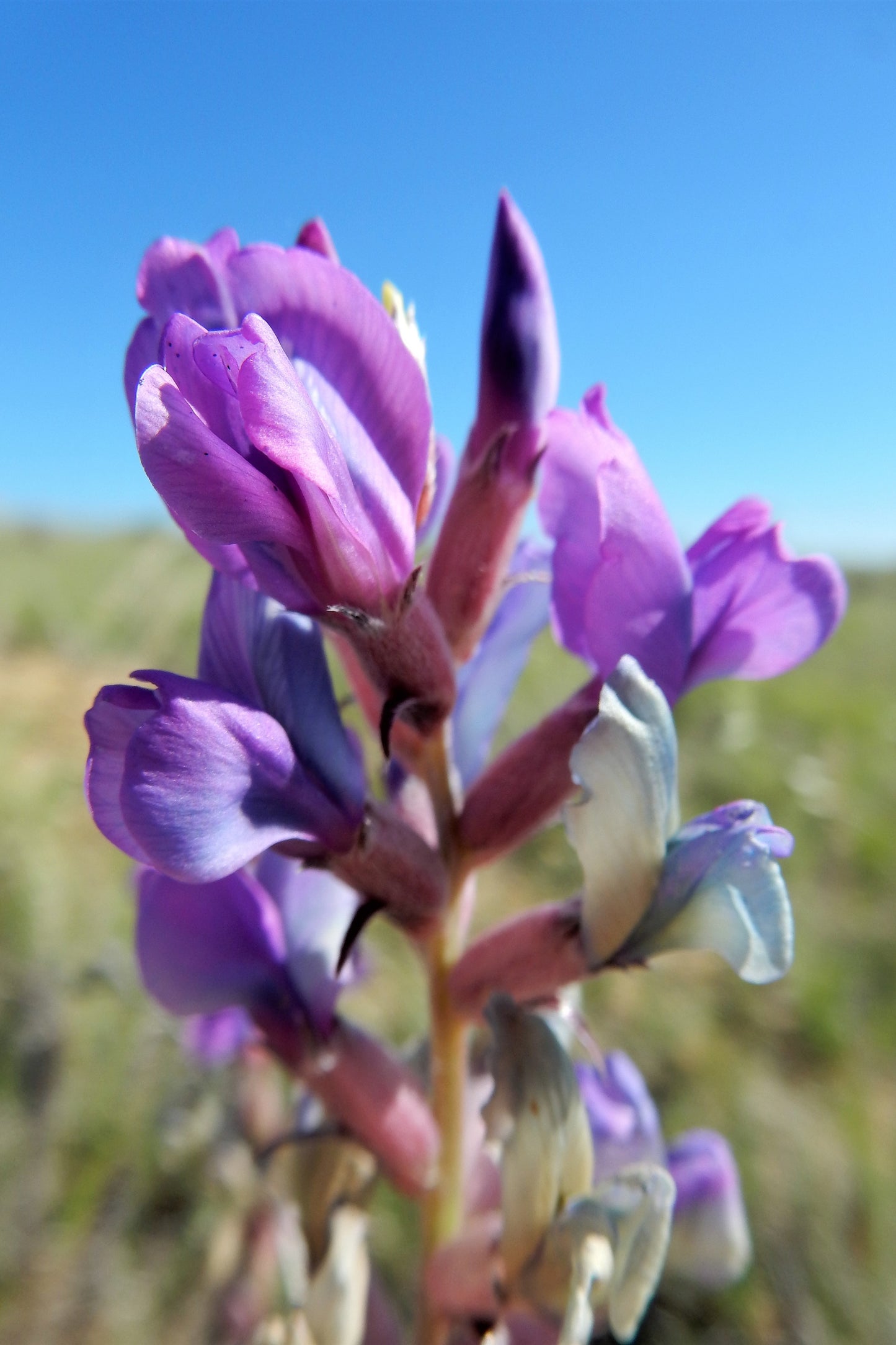 30 Purple LOCOWEED CRAZYWEED Oxytropis Lambertii Native Flower Seeds