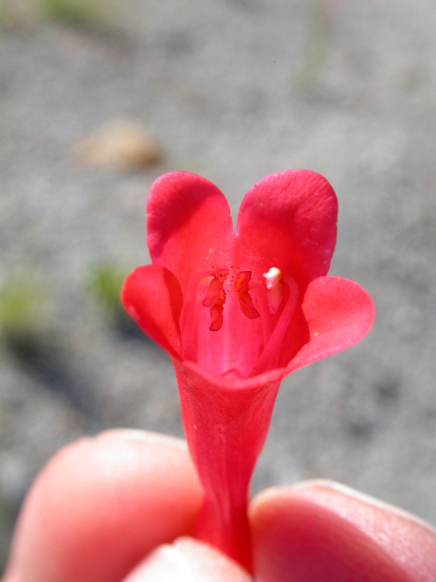 150 Eatons RED FIRECRACKER PENSTEMON Eatonii Native Hummingbird Flower Seeds